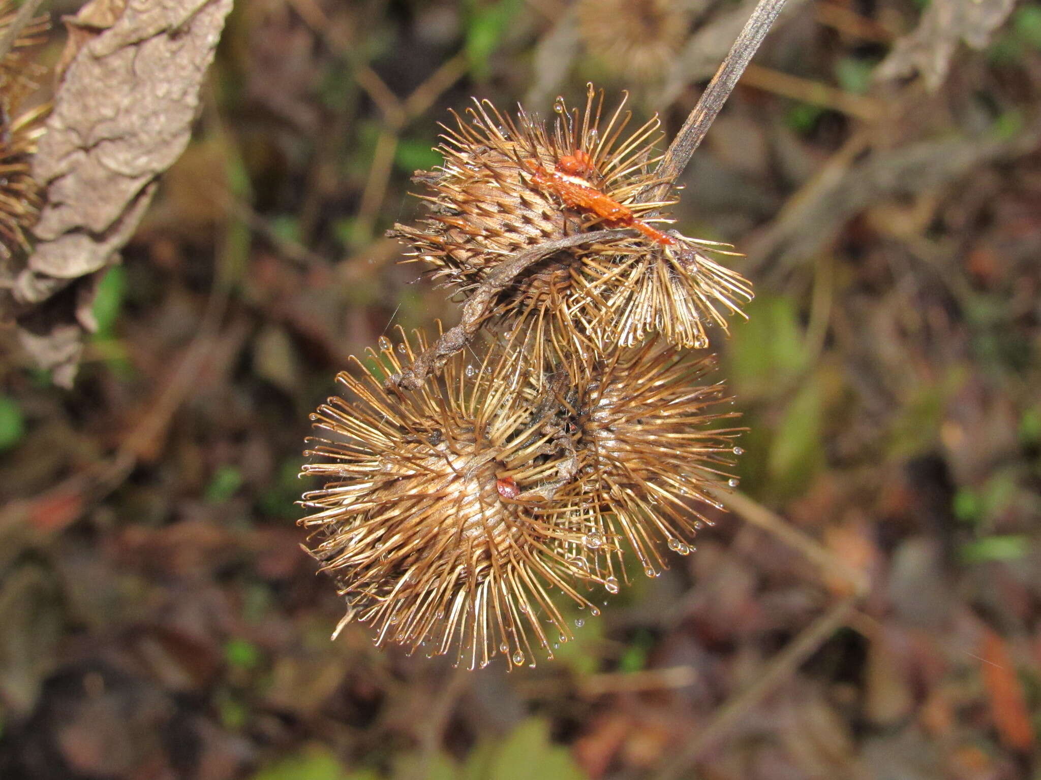 Image of Arctium nemorosum Lej.