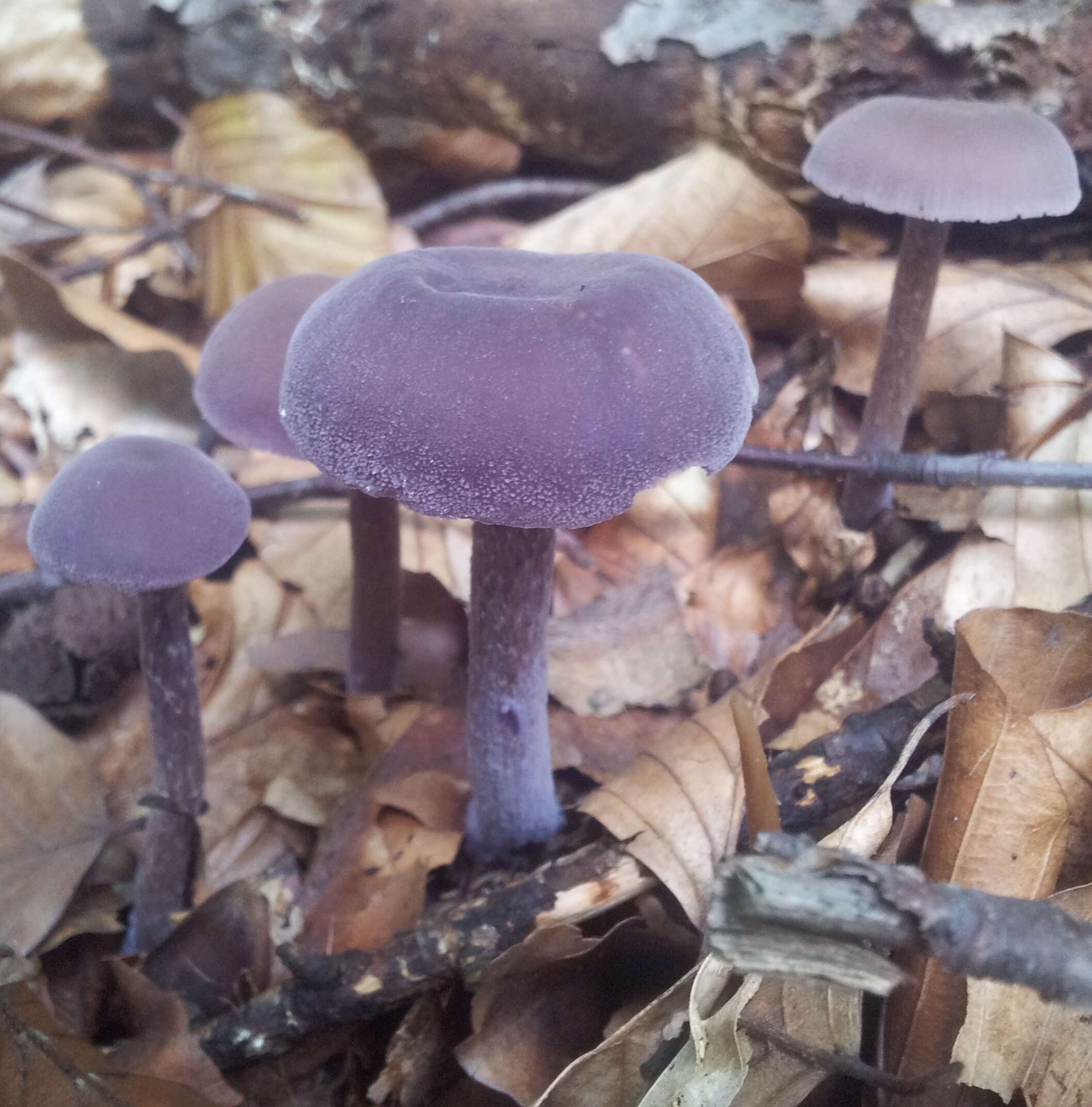 Image of Laccaria amethystina Cooke 1884