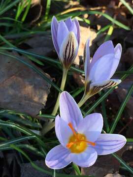 Image of Silvery Crocus