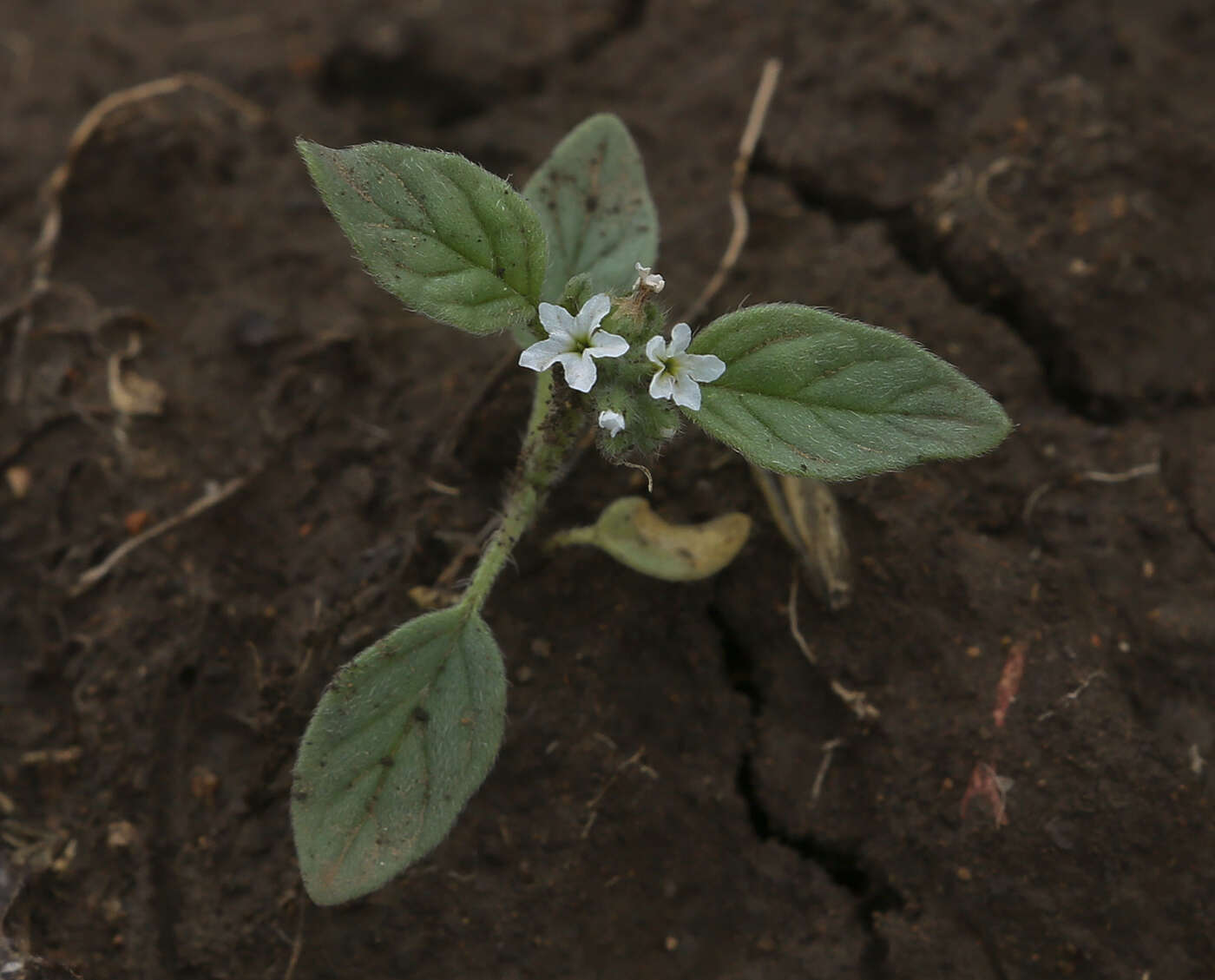 Imagem de Heliotropium ellipticum Ledeb.