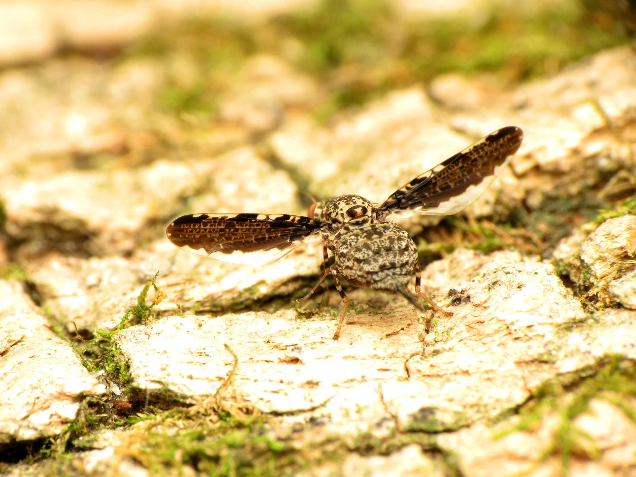 Image of Callopistromyia strigula (Loew 1873)