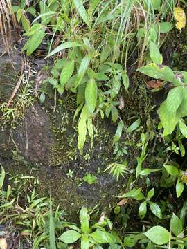 Image of Utricularia jamesoniana Oliv.