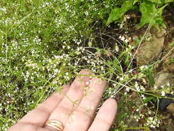 Galium mexicanum Kunth resmi