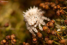 Image of Sheepy Jumping Spider