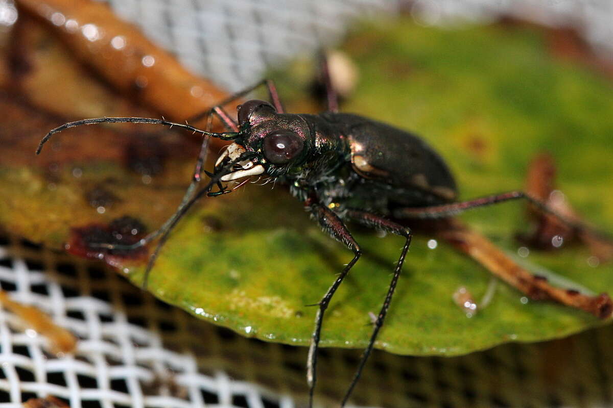 Image de Myriochila (Myriochila) semicincta (Brullé 1834)