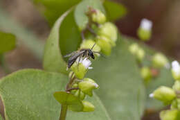 Andrena anisochlora Cockerell 1936 resmi