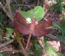 Image of Black Stream Glider