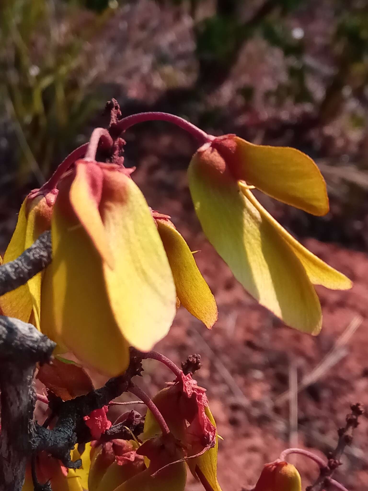 Acridocarpus excelsus A. Juss.的图像