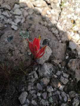 Image of Castilleja stenophylla M. E. Jones