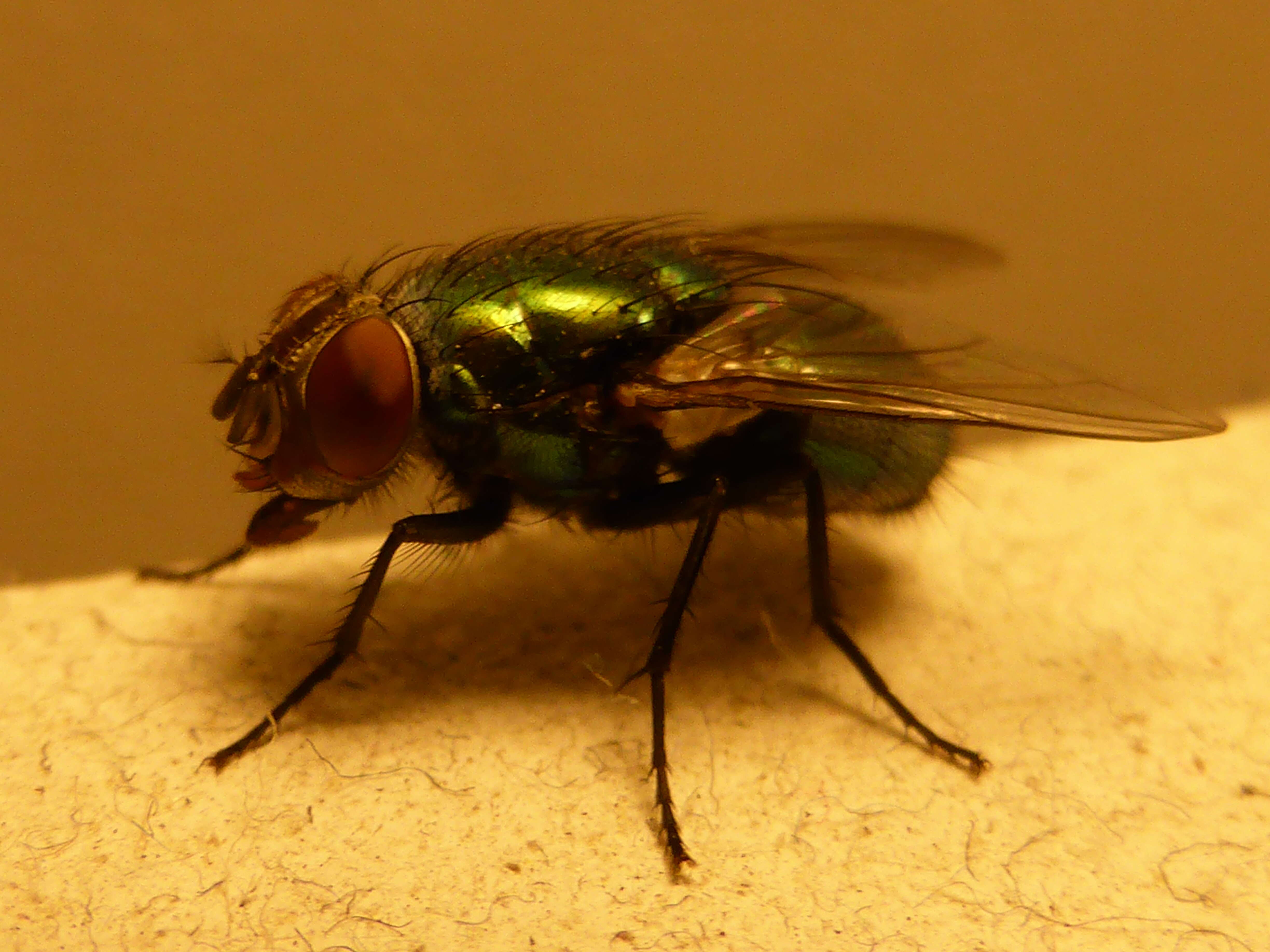 Image of green blowfly