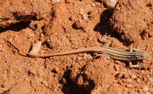 صورة Pedioplanis namaquensis (Duméril & Bibron 1839)