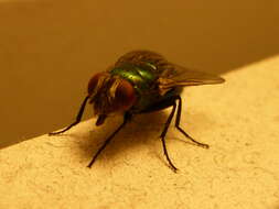 Image of green blowfly