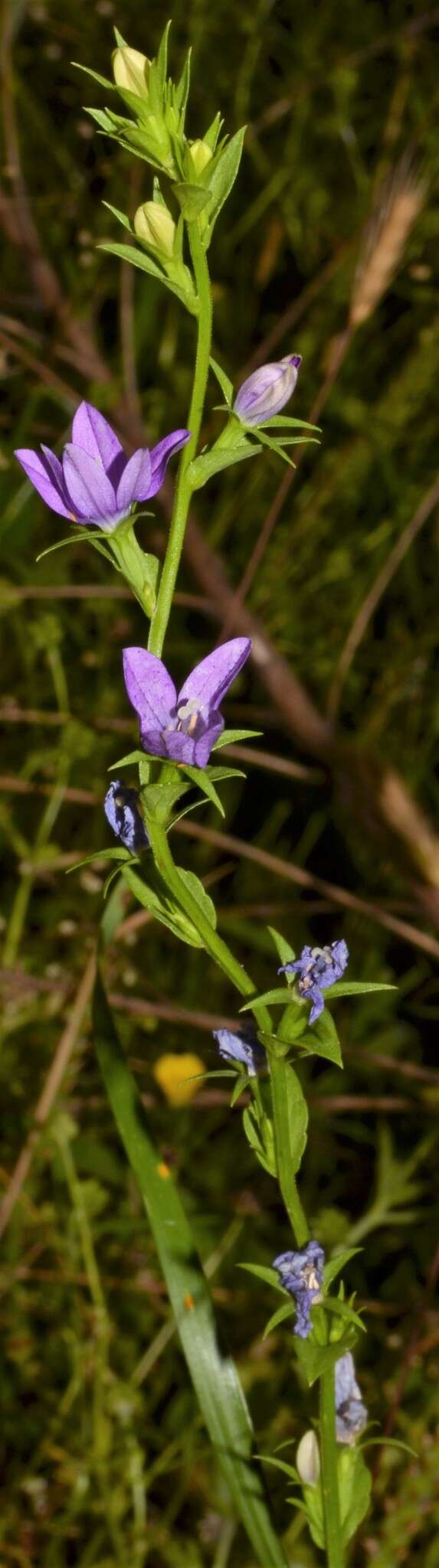 Image of prairie Venus' looking-glass