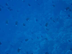 Image of Pemba chromis