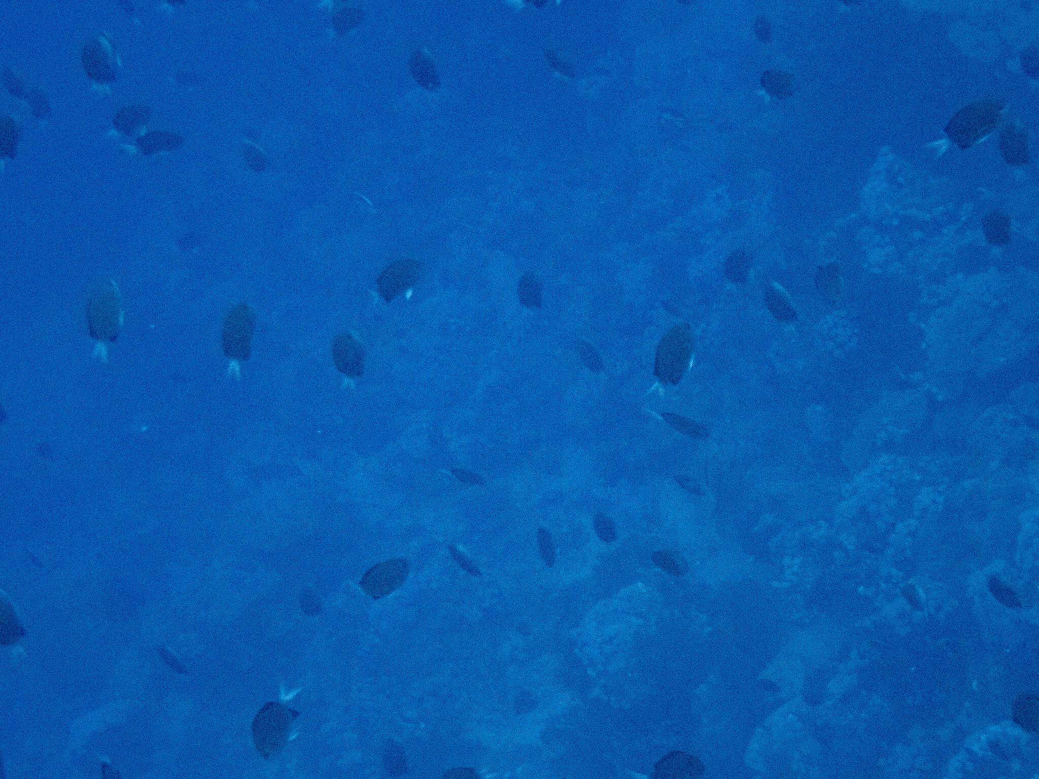 Image of Pemba chromis