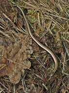 Image of Slow worm