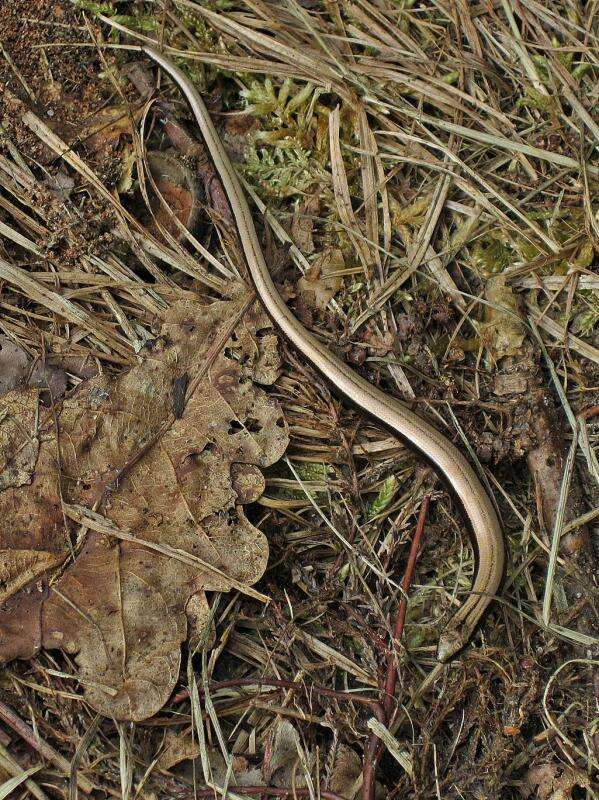 Image of Slow worm