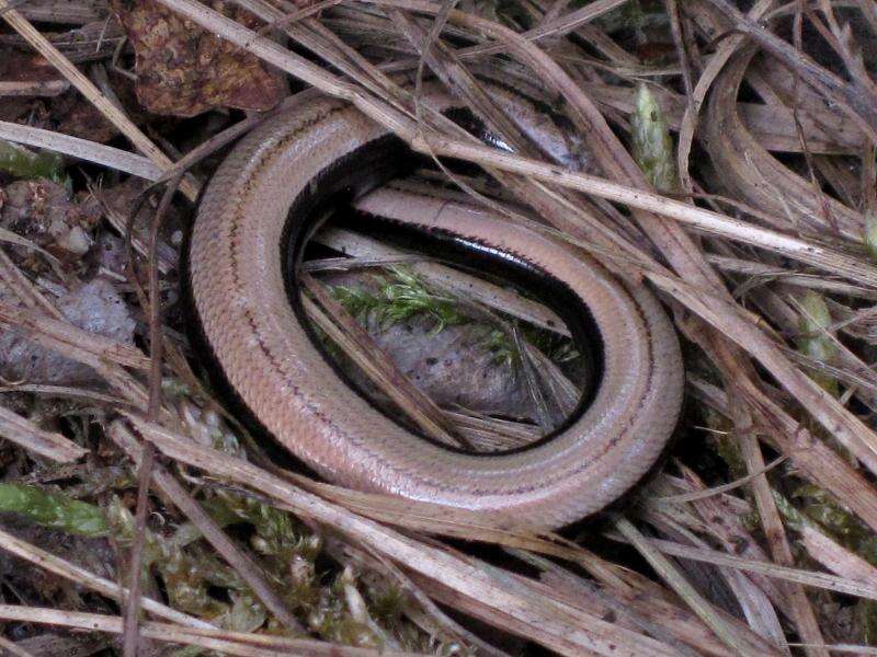 Image of Slow worm