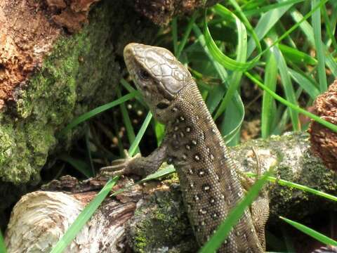 Image of Sand Lizard