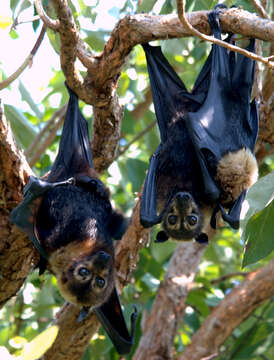 Image of Gray-headed Flying Fox