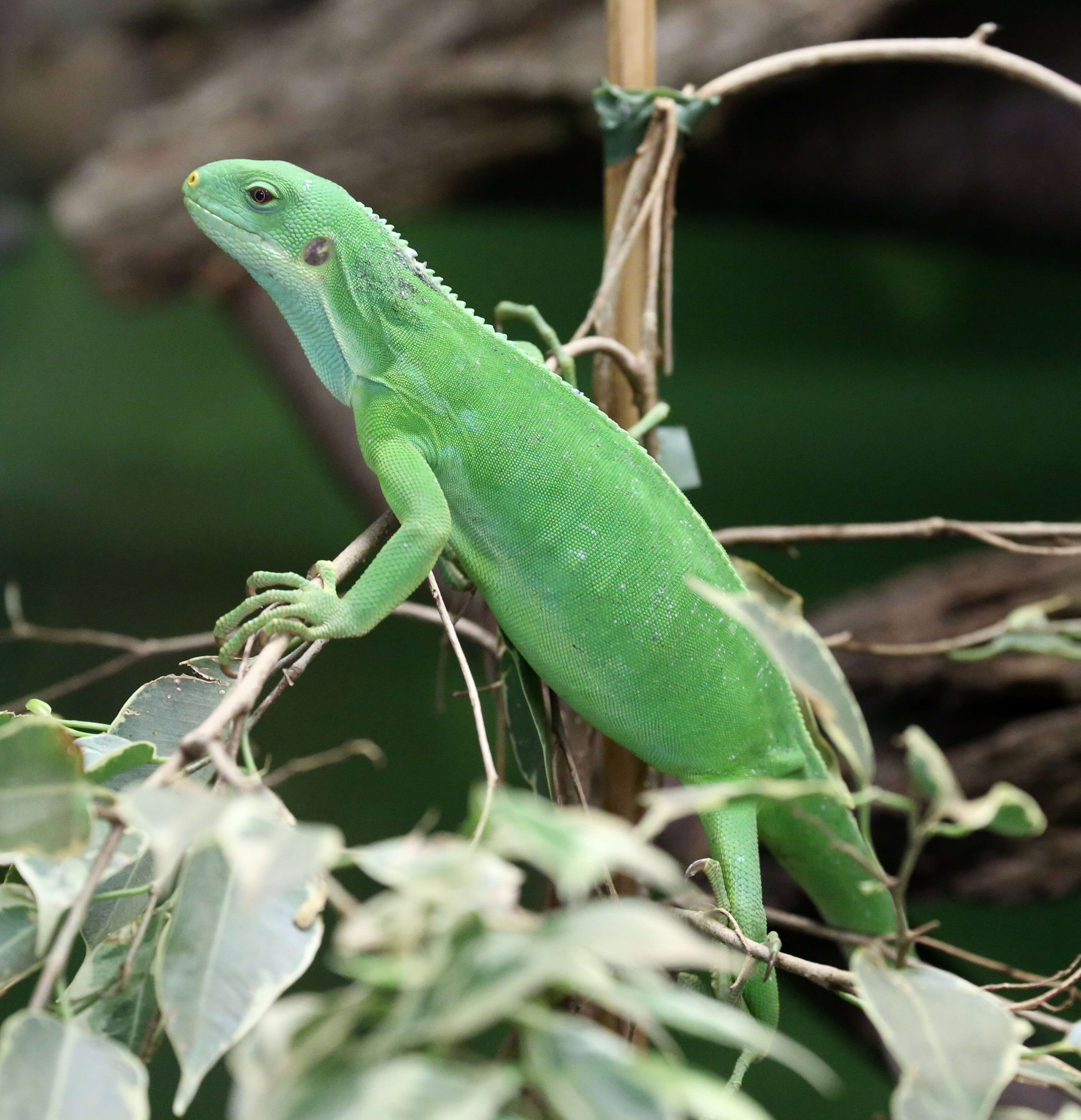 Image of Fiji iguanas