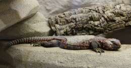 Image of Saharan spiny-tailed lizard