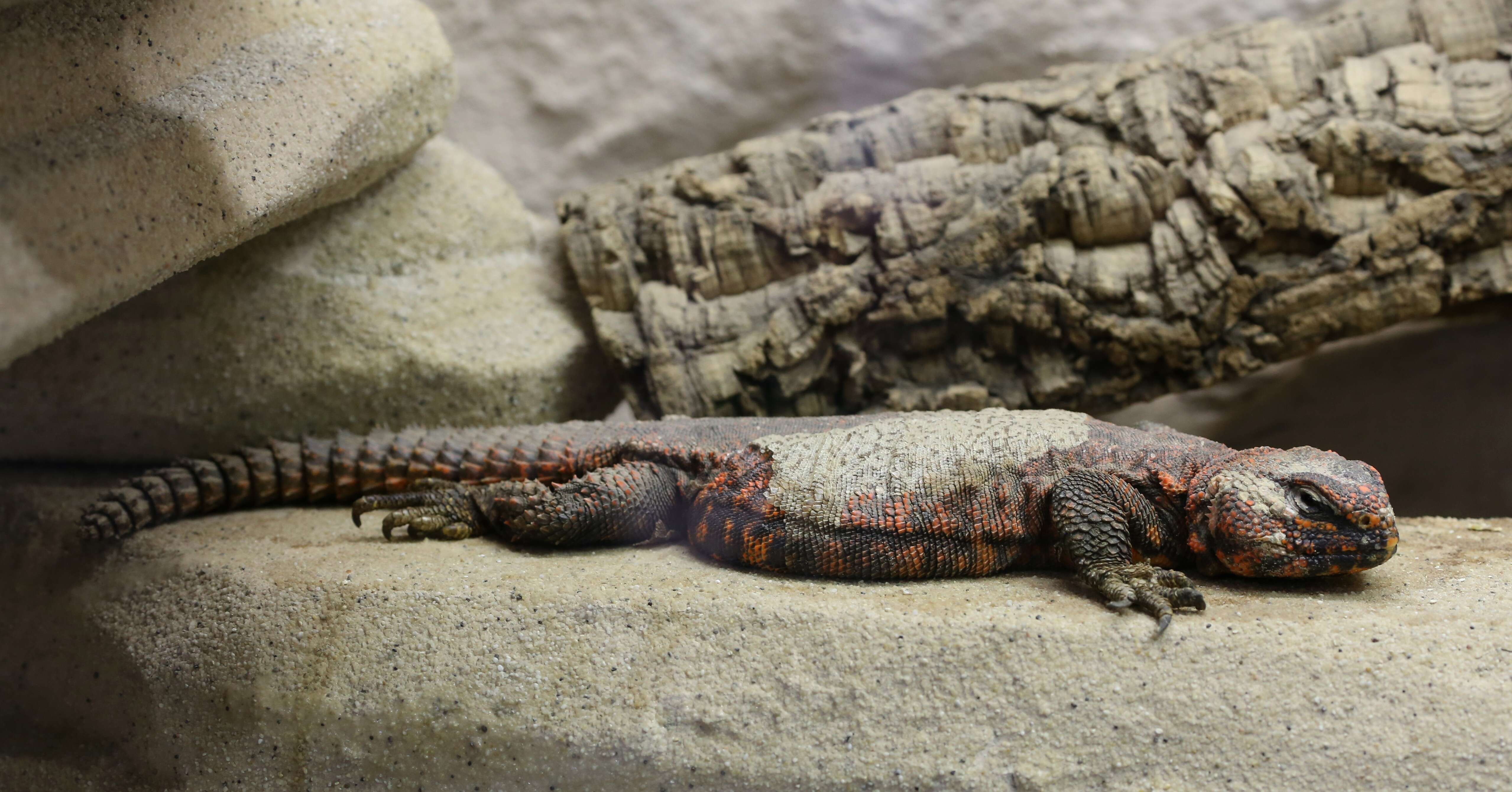 Image of Saharan spiny-tailed lizard