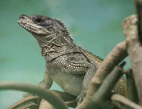 Imagem de Hydrosaurus weberi Barbour 1911