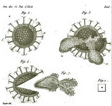 Image of Cristatellidae