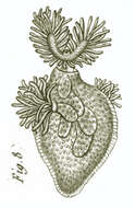 Image of Cristatellidae