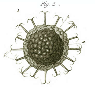 Image of Cristatellidae