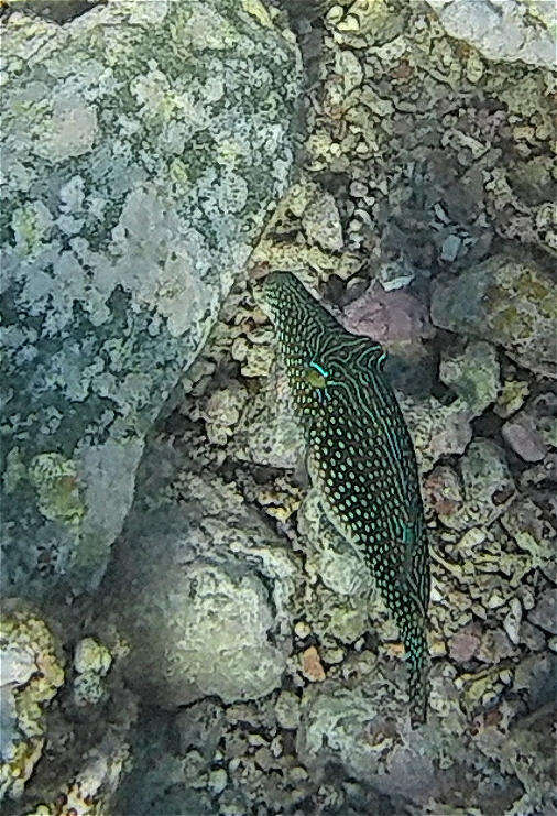 Image of Pufferfish
