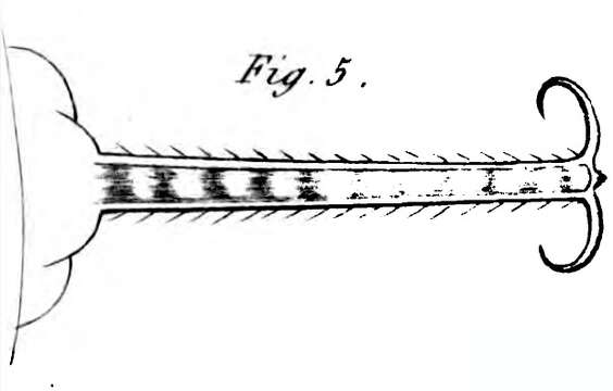 Image of Cristatellidae