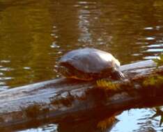 Image of slider turtle, red-eared terrapin, red-eared slider