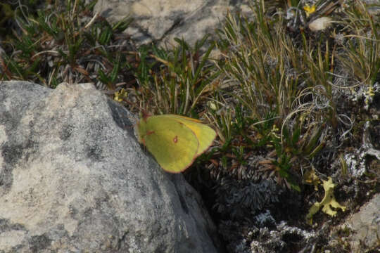 Image of Hecla Sulphur