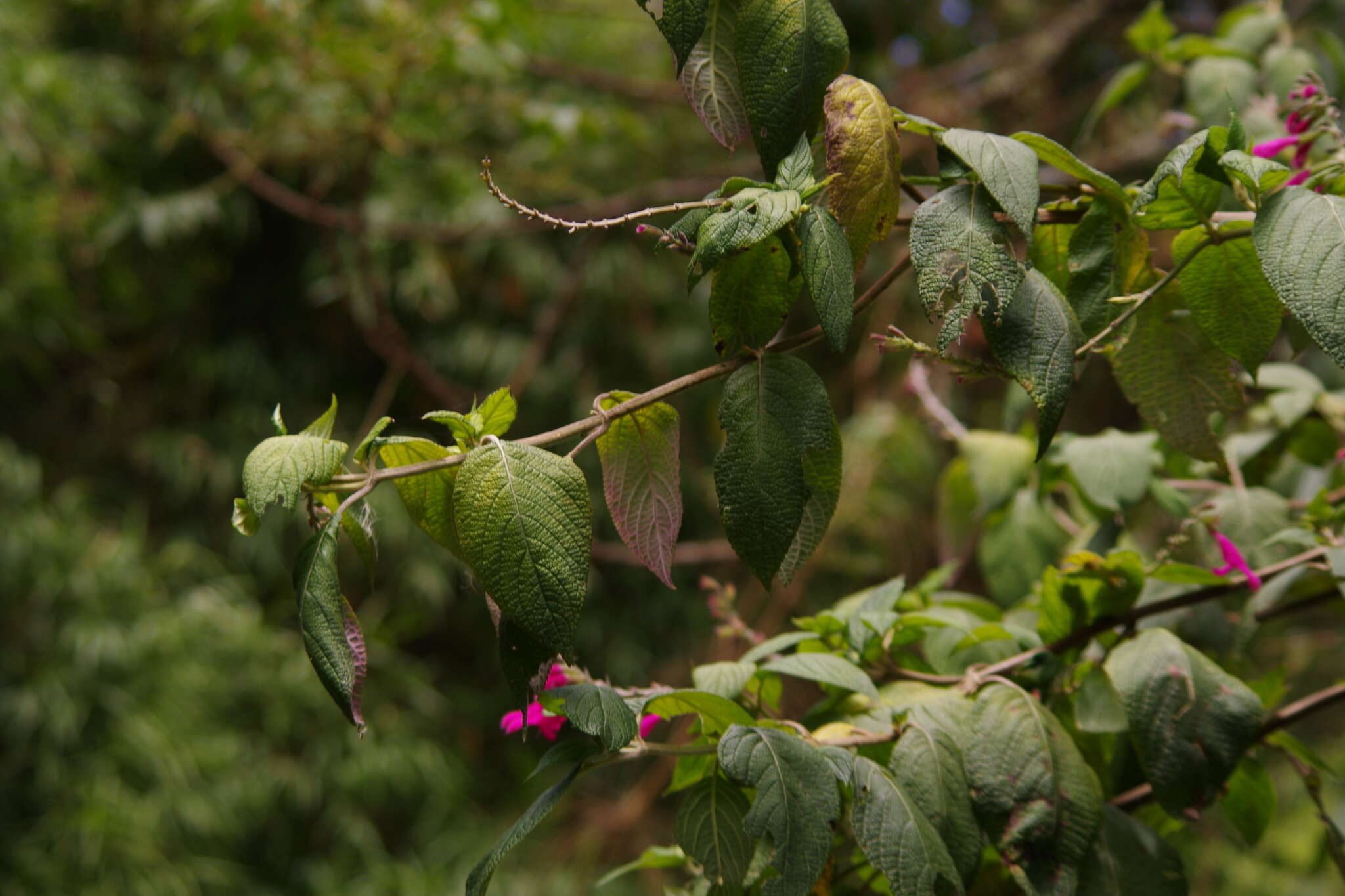 Image of Salvia tortuosa Kunth