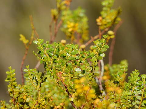 Image of Larrea nitida Cav.