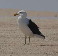 Image of Larus dominicanus vetula Bruch 1855