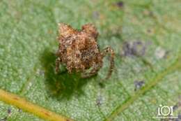 Image of Pale Frilled Orbweaver