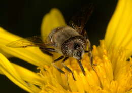 Image of Eristalinus haplops (Wiedemann 1830)