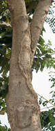Sivun Ceyloninmoringa kuva