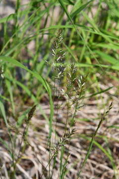 Image of Trisetum altaicum Roshev.