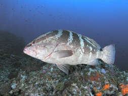 Image of Nassau Grouper