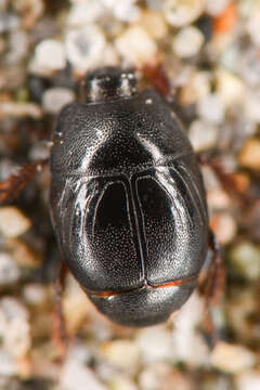 Image of Hypocaccus (Hypocaccus) lucidulus (J. L. Le Conte 1851)