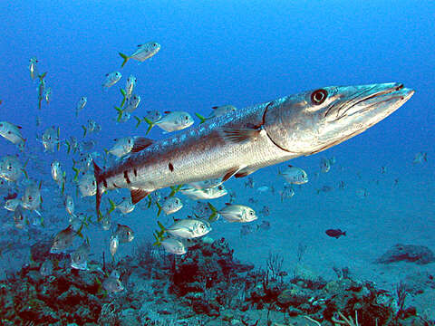 Image of barracudas