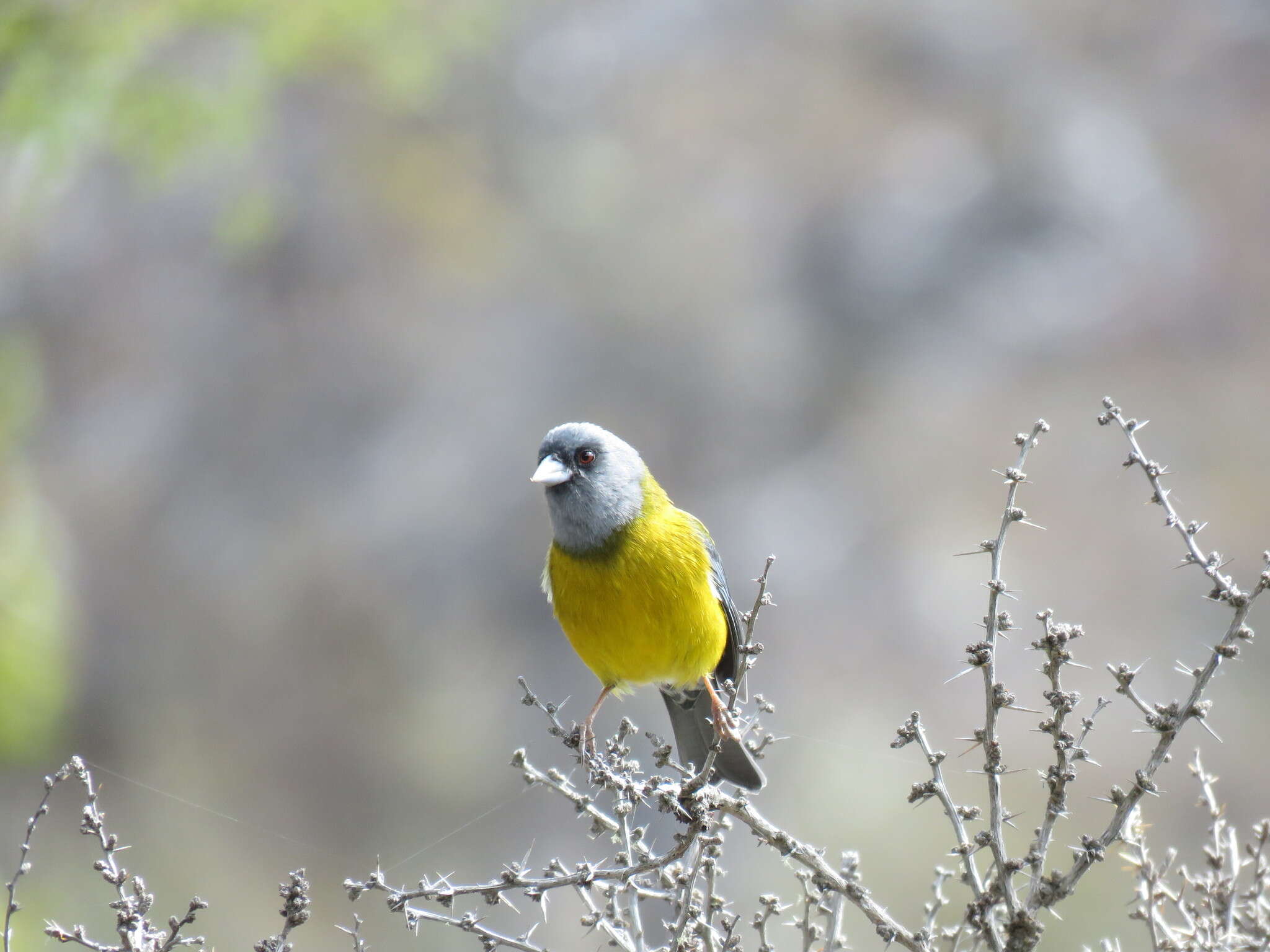 Image of Patagonian Sierra Finch