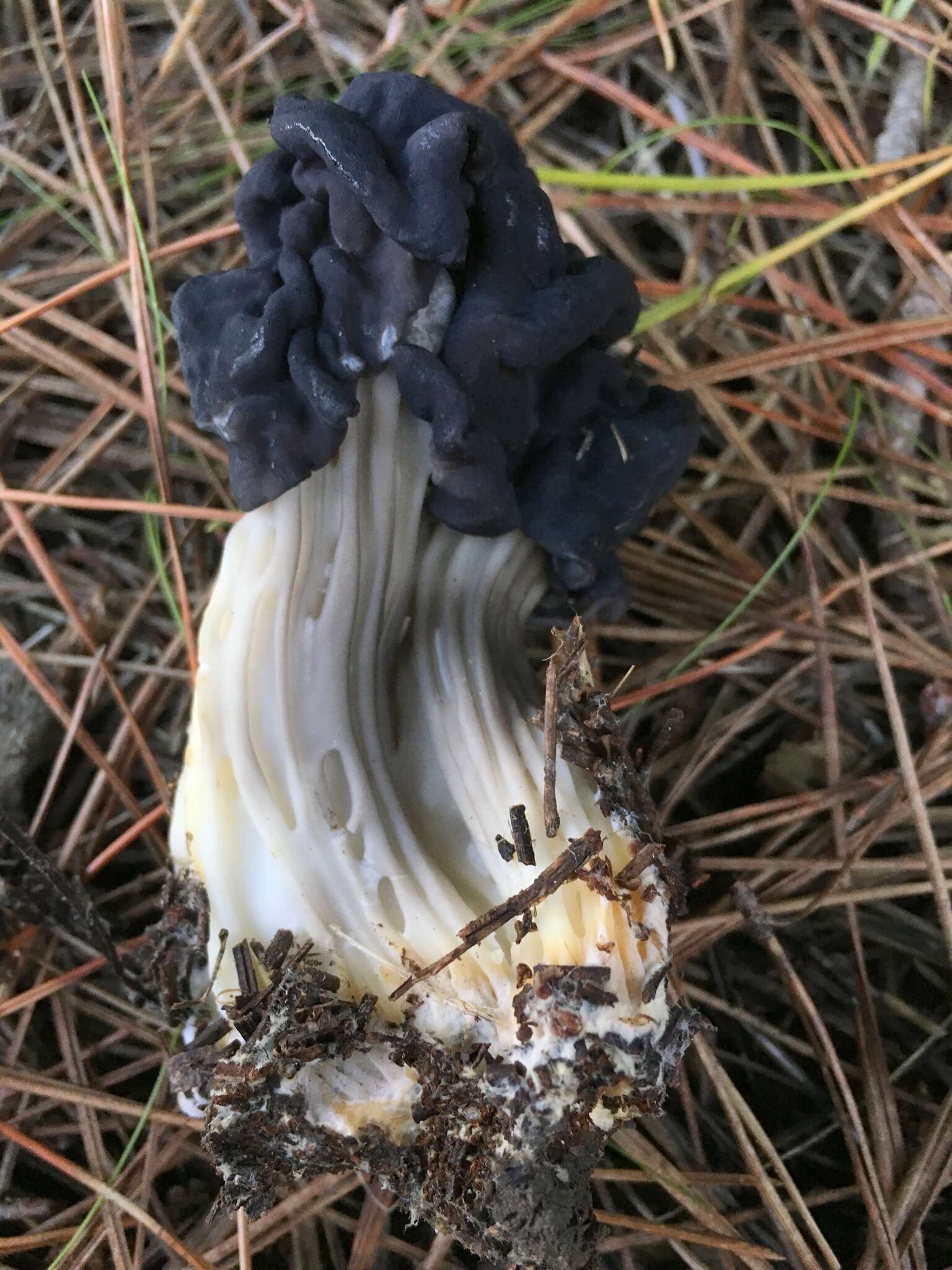 Image of Helvella vespertina N. H. Nguyen & Vellinga 2013