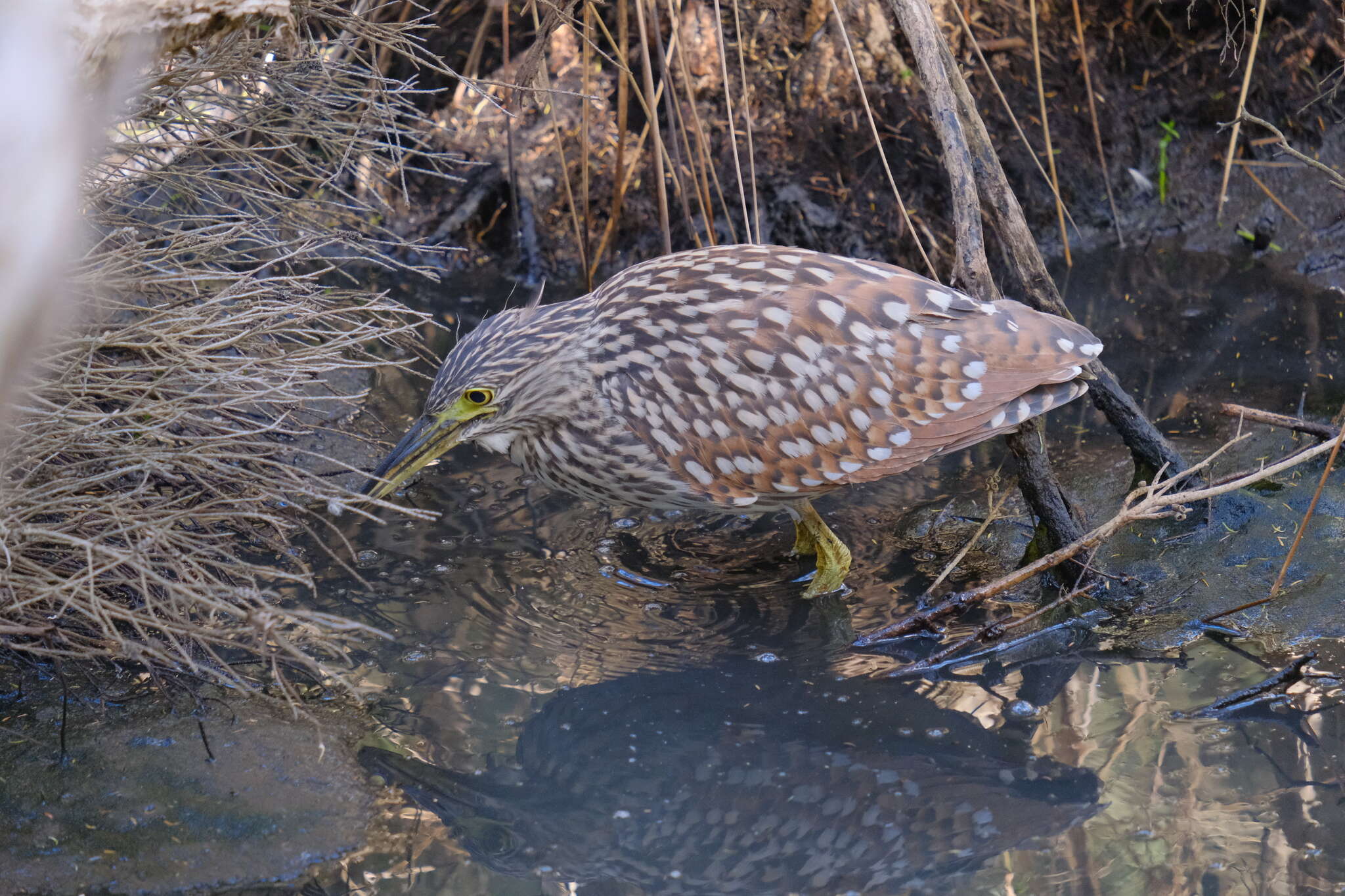 Image of Nycticorax caledonicus australasiae (Vieillot 1823)