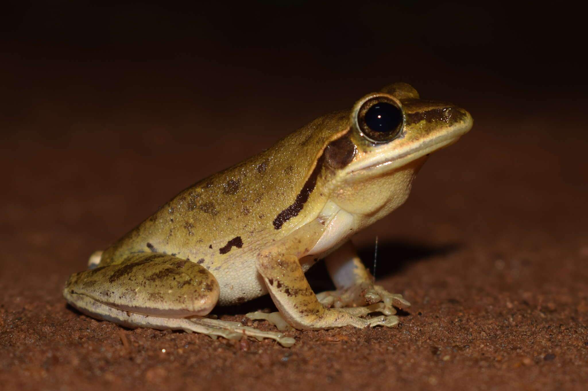 Image of Himalayan Tree Frog