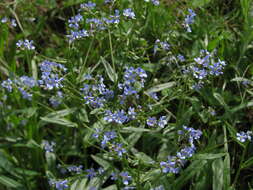 Image of manyflower stickseed